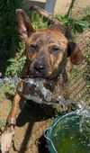 adoptable Dog in , TN named Recon