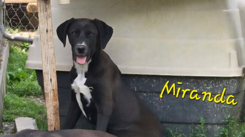 Miranda, an adoptable Labrador Retriever in Rutledge, TN