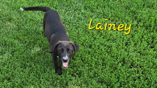 Lainey, an adoptable Labrador Retriever in Rutledge, TN