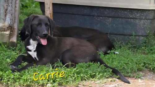 Carrie, an adoptable Labrador Retriever in Rutledge, TN