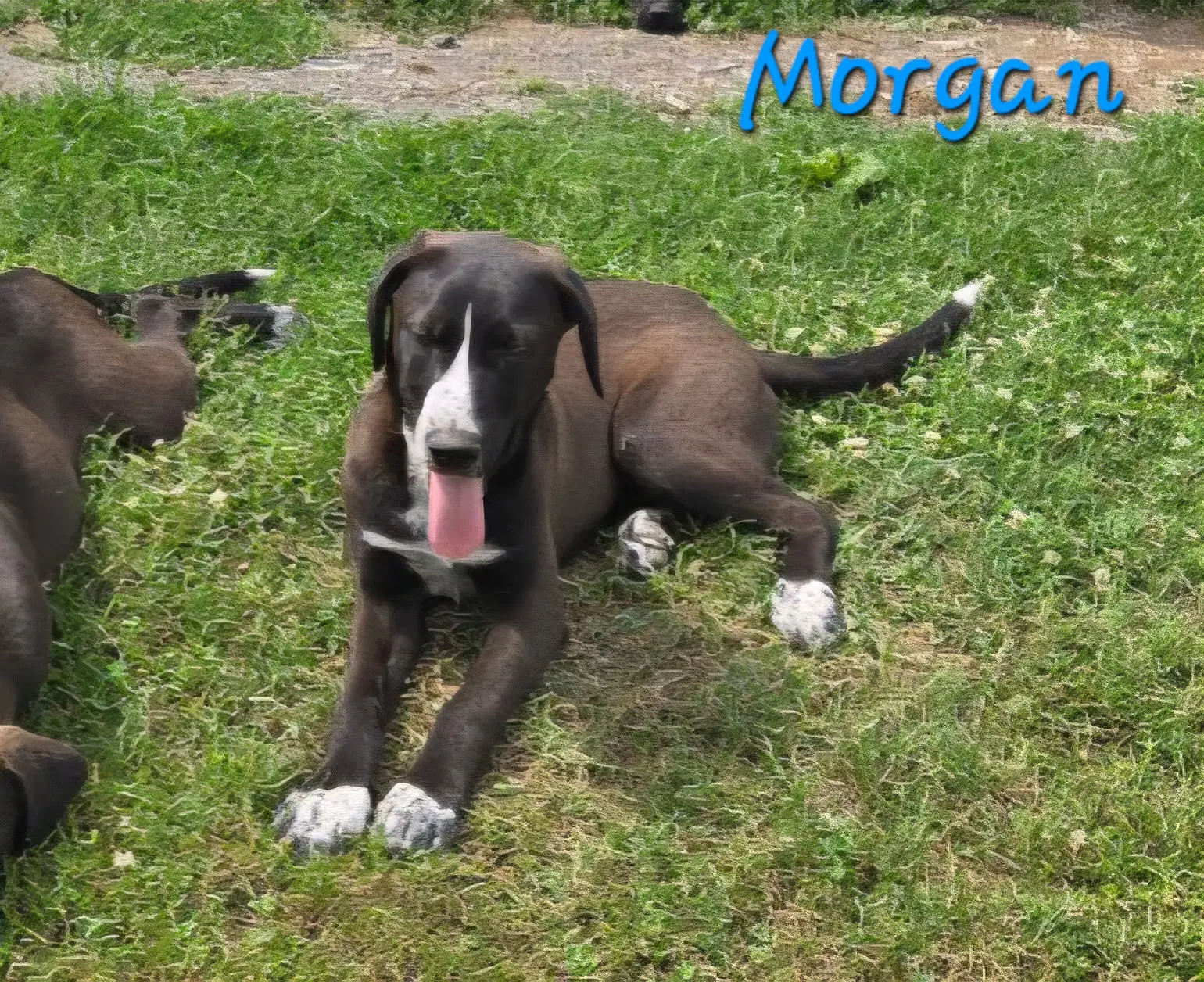 Morgan - Labrador Retriever