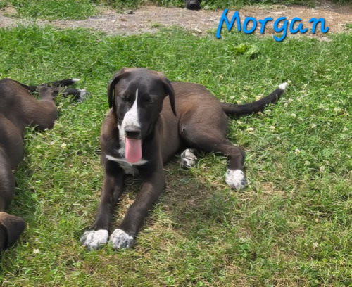 Morgan, an adoptable Labrador Retriever in Rutledge, TN