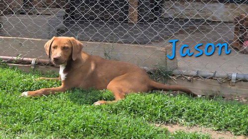 Jason, an adoptable Labrador Retriever in Rutledge, TN