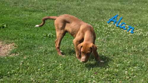 Alan, an adoptable Labrador Retriever in Rutledge, TN