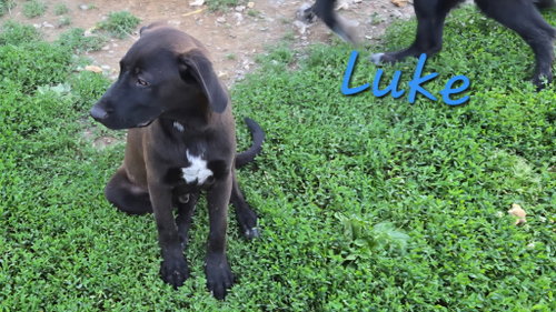 Luke, an adoptable Labrador Retriever in Rutledge, TN