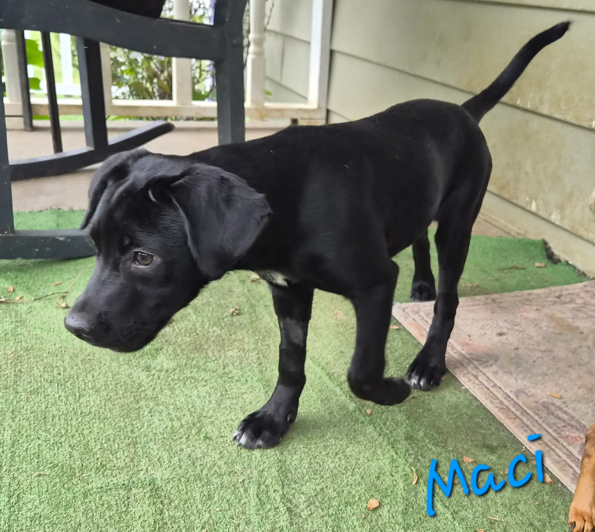 Macy - Lab