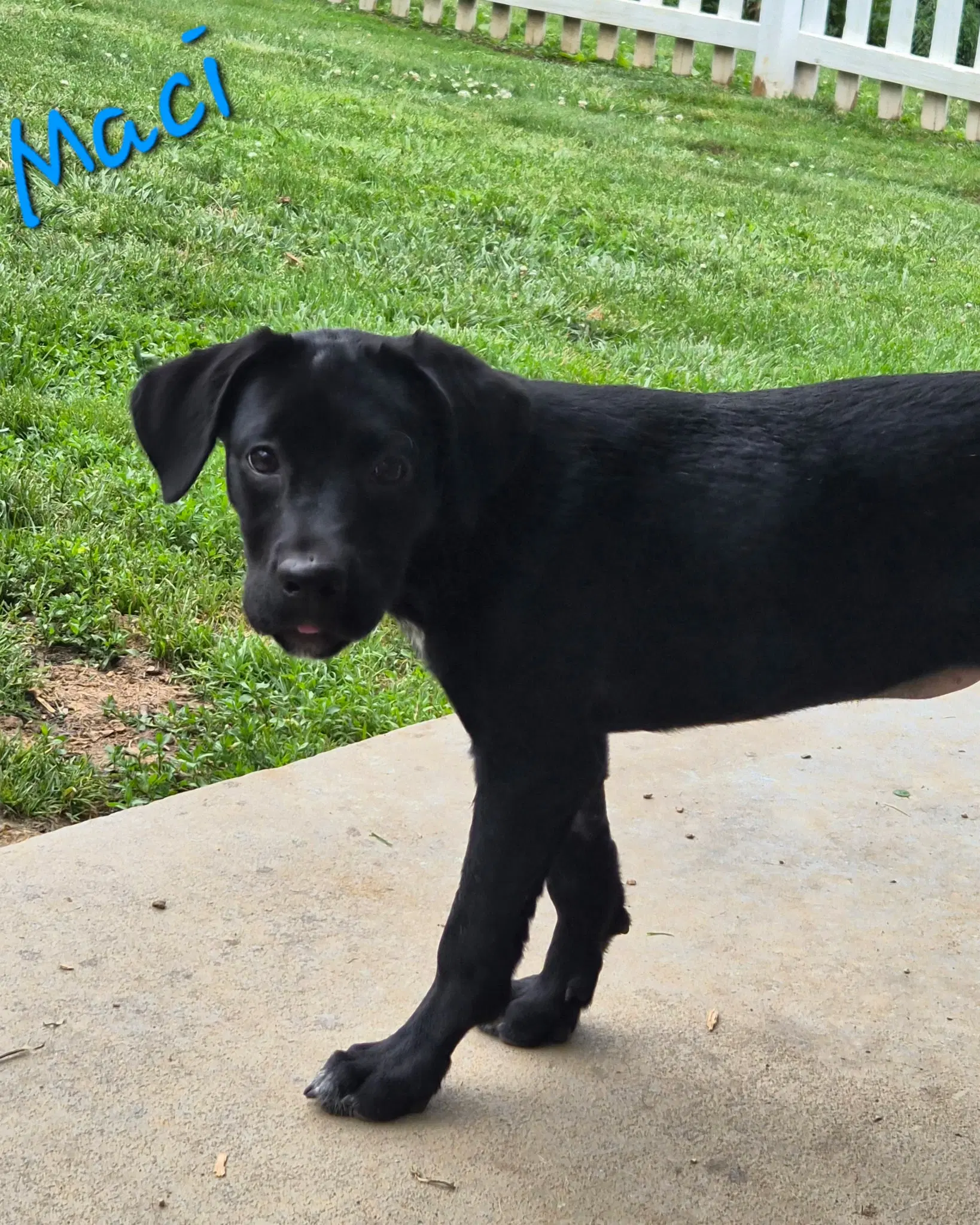 Macy image 2