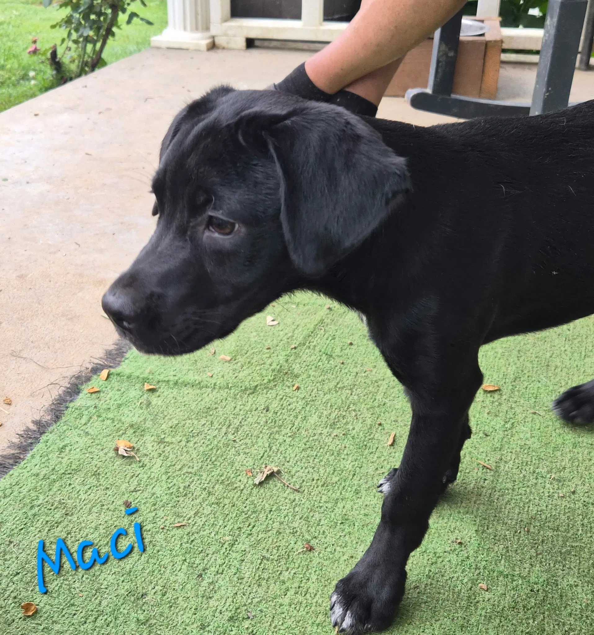 Macy image 3