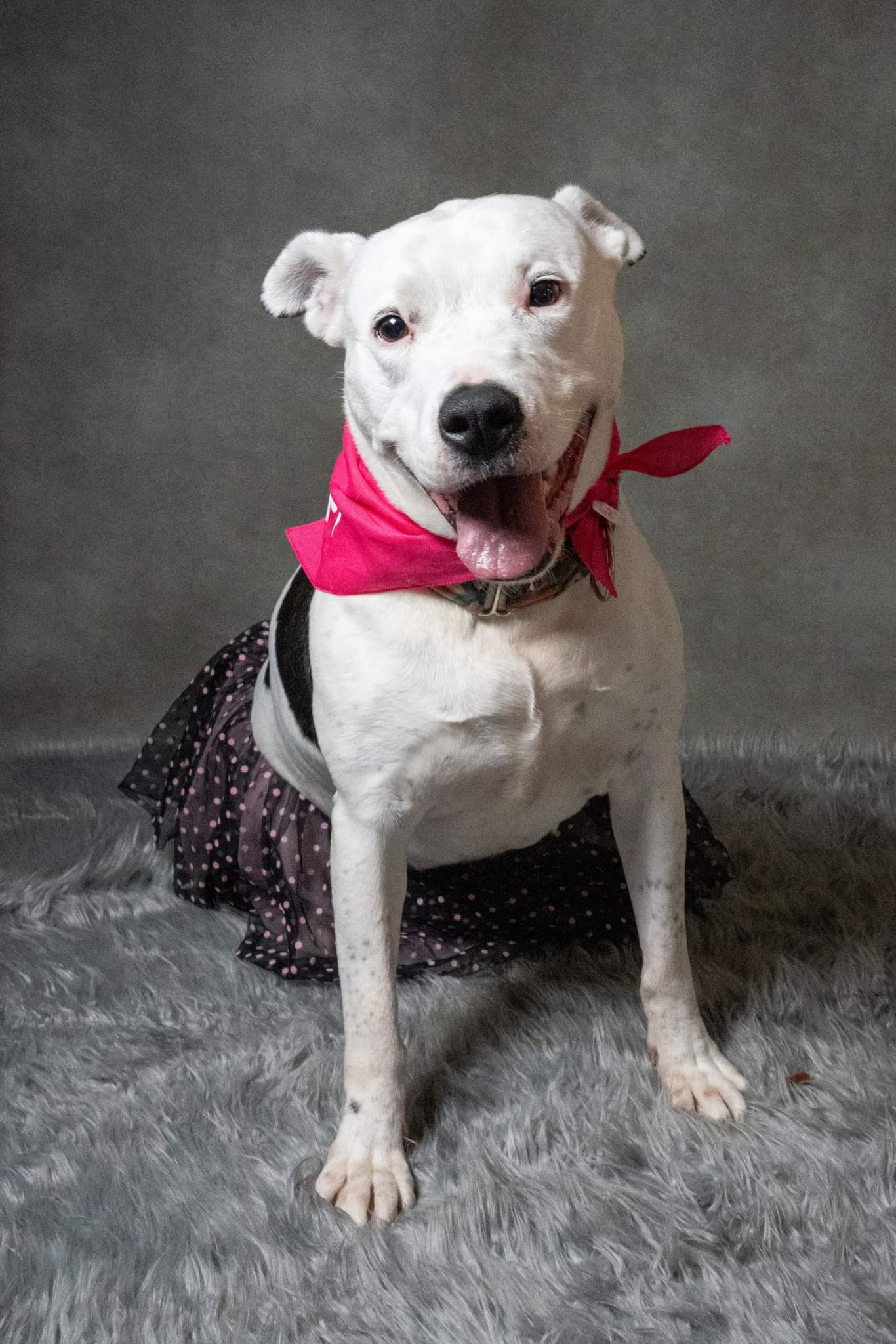 adoptable Dog in Kansas City, MO named Echo