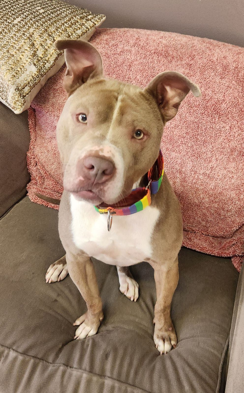 adoptable Dog in Kansas City, MO named Raleigh