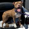 adoptable Dog in kansas city, MO named Bentlee