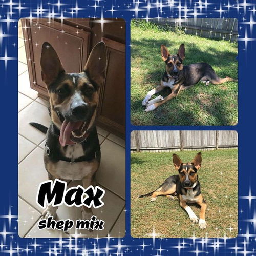 Maximus Prime