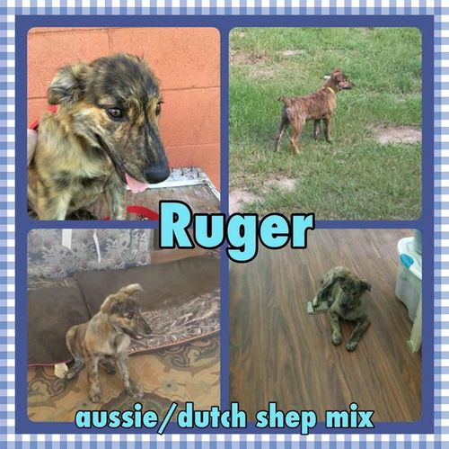 Ruger