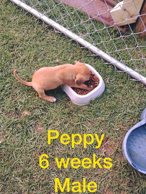 Pepperoni