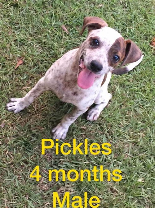 Pickles