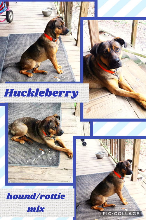 Huckleberry