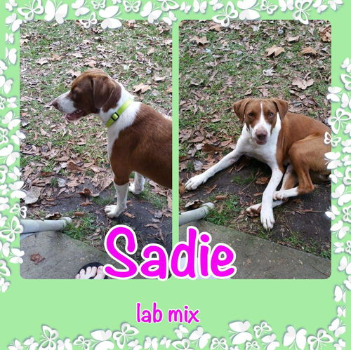 Sadie