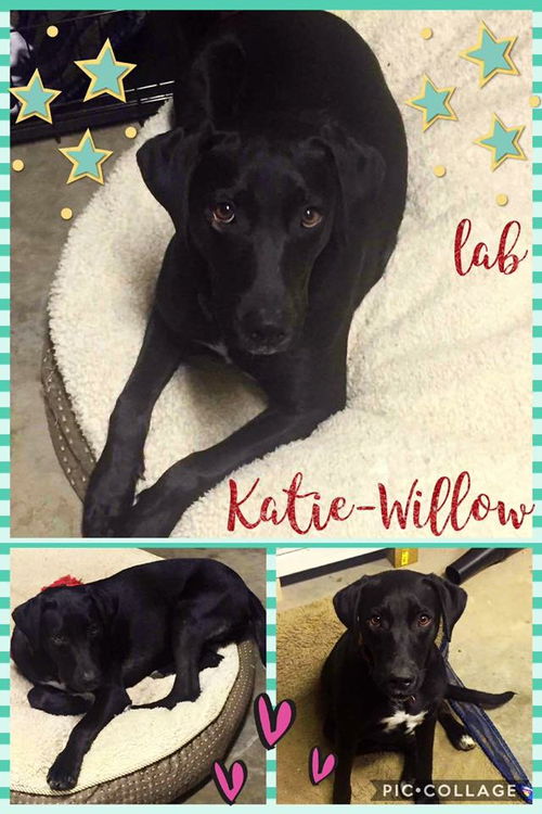 Katie-Willow