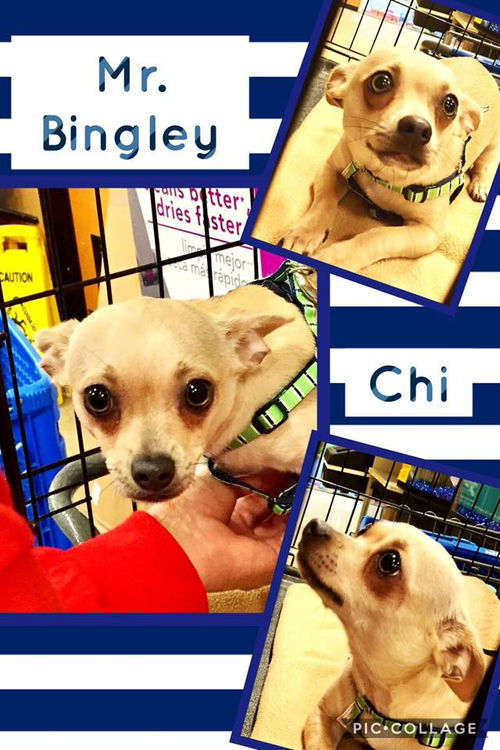 Mr. Bingley