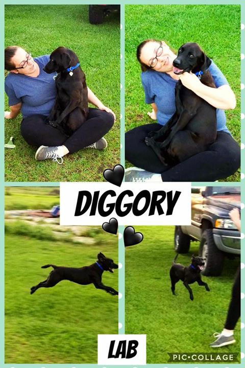 Diggory
