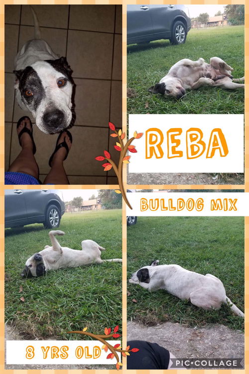 Reba