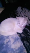 Rylee