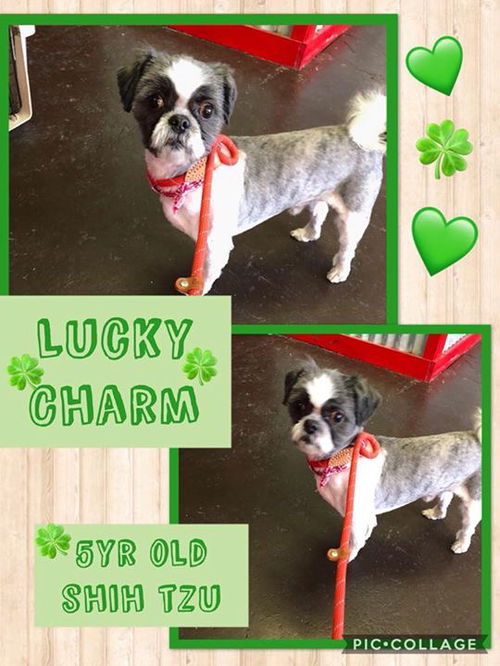 Lucky Charm