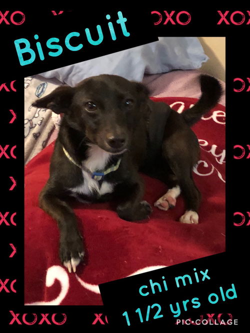 Biscuit