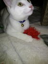 Olly