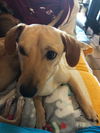 Winston
