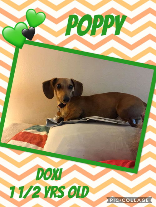 Poppy