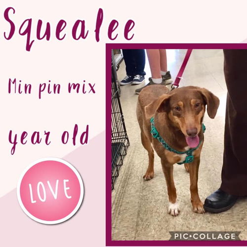 Squealee