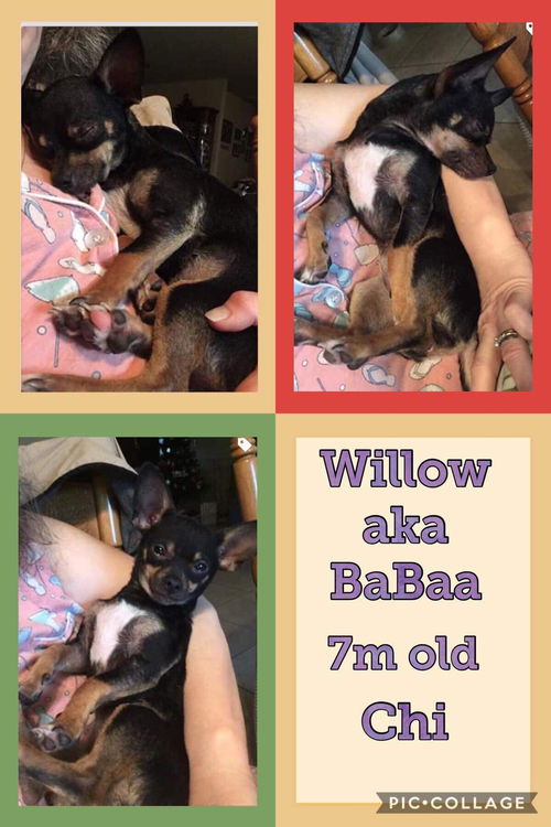 Willow