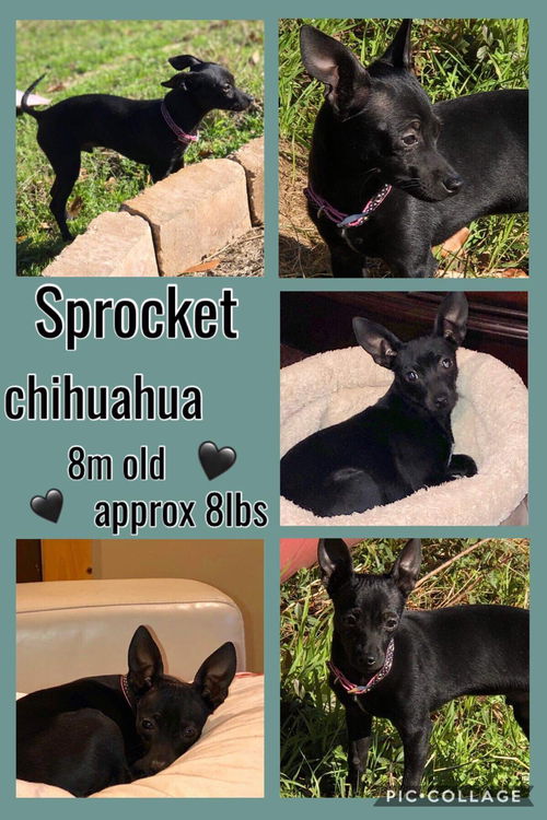 Sprocket