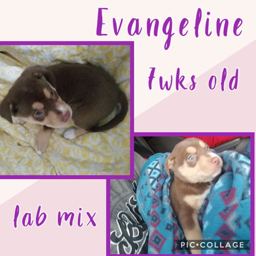Evangeline