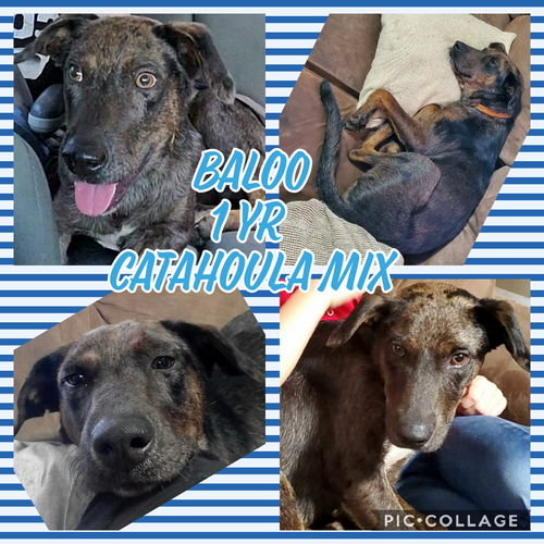 Baloo