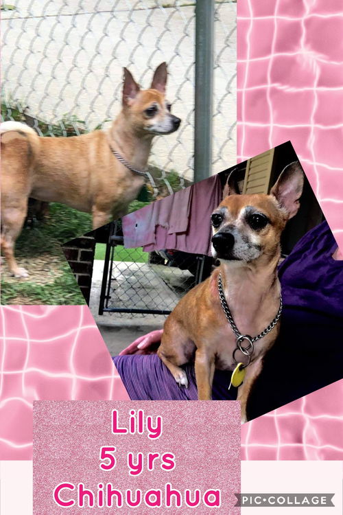 Lily