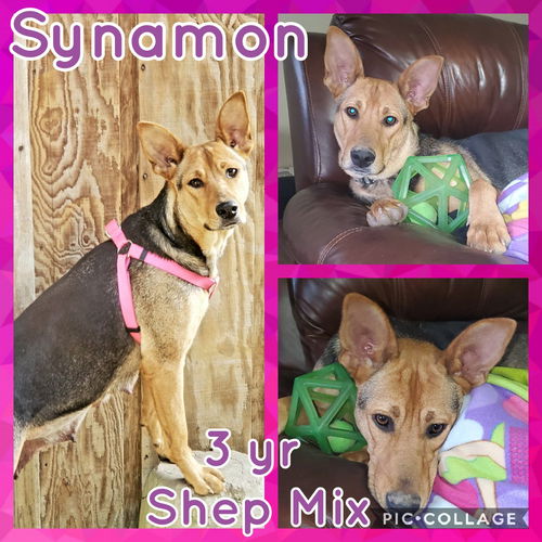 Synamon
