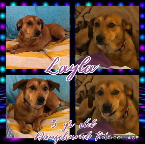 Layla