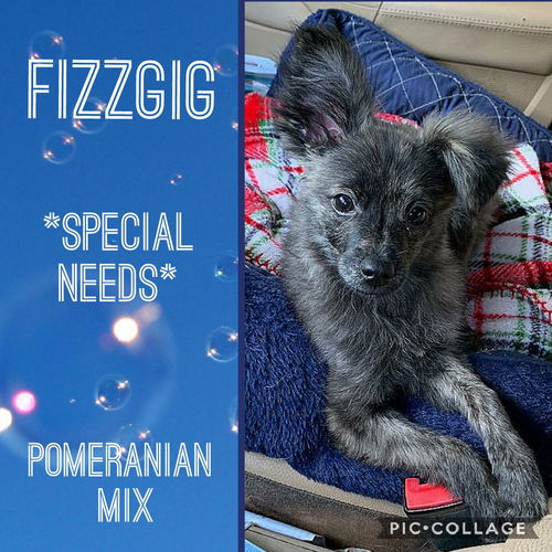 Fizzgig