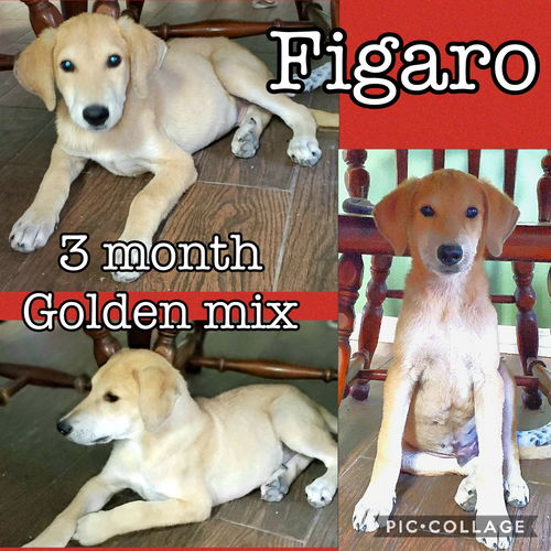 Figaro