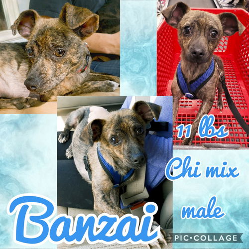 Banzai