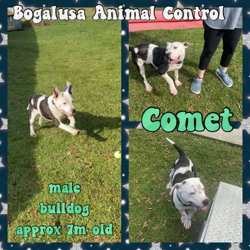 Comet