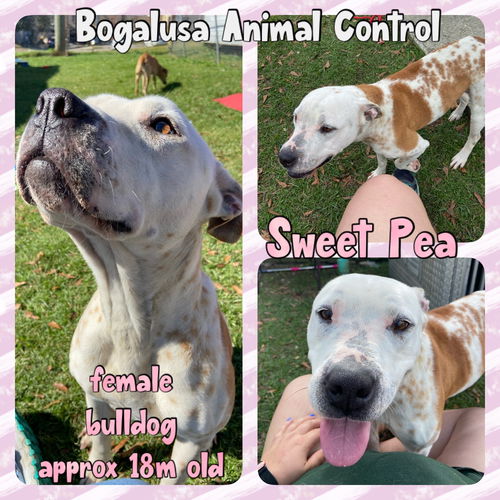 Sweet Pea