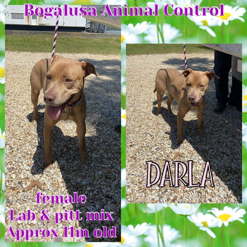 Darla