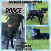 Dodger