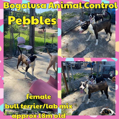 Pebbles