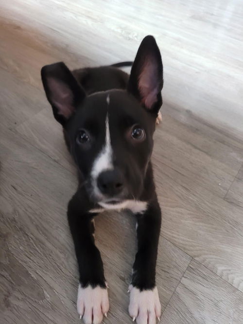 Oreo Cookie