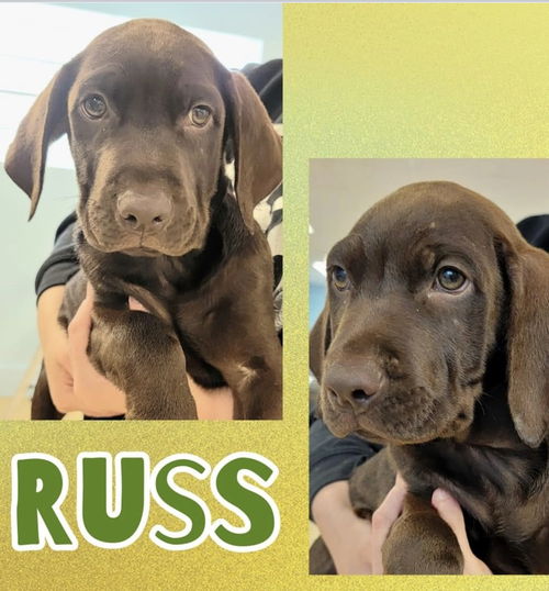Russ