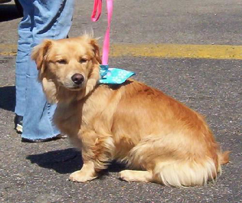 Willow